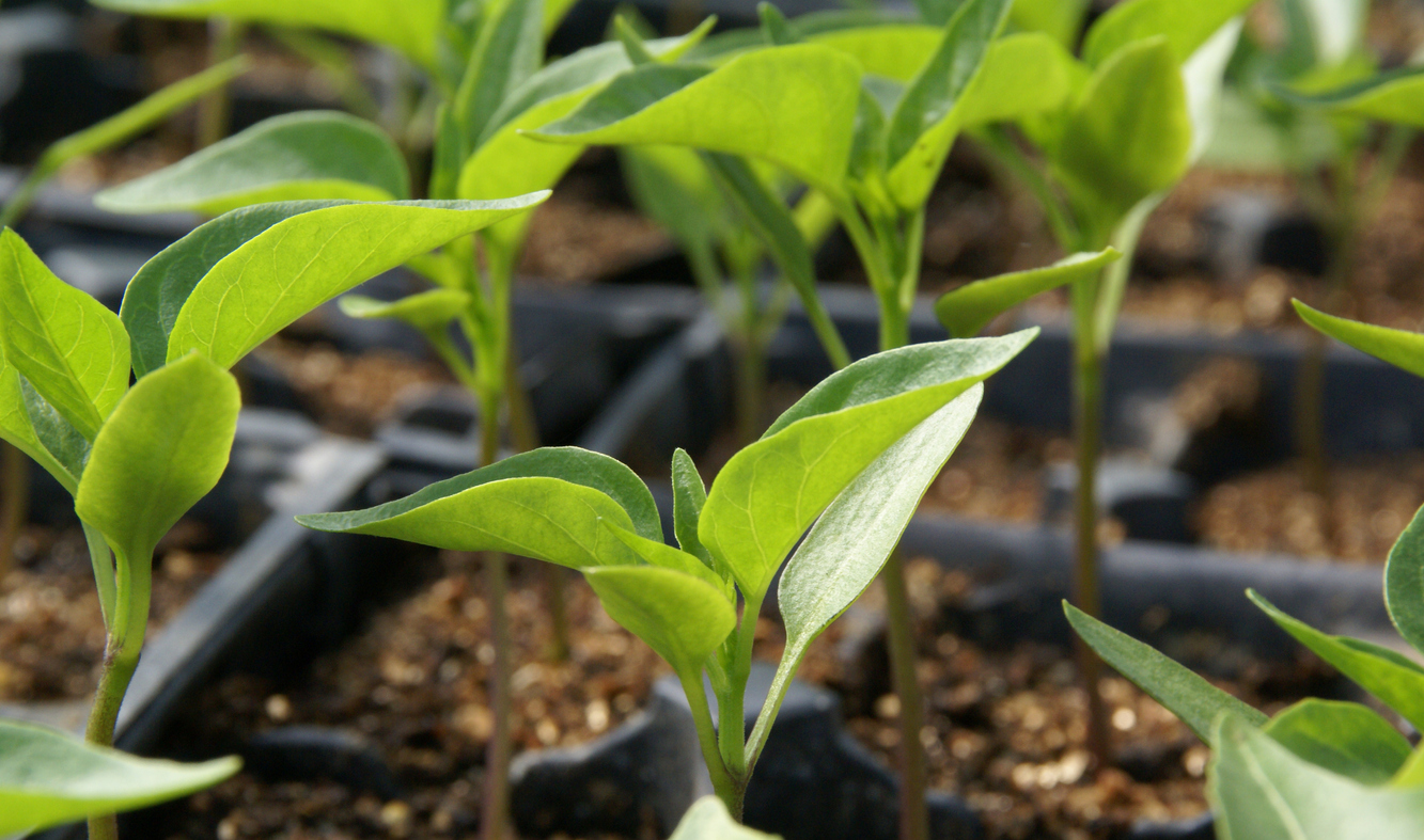 Pepper Transplants Growing in the Green House